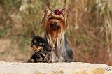 YORKSHIRE TERRIER 534